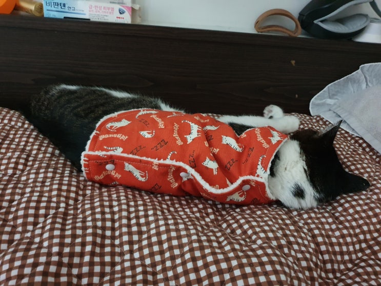 고양이 신부전 말기 - 짜루야 쉬이 가거라