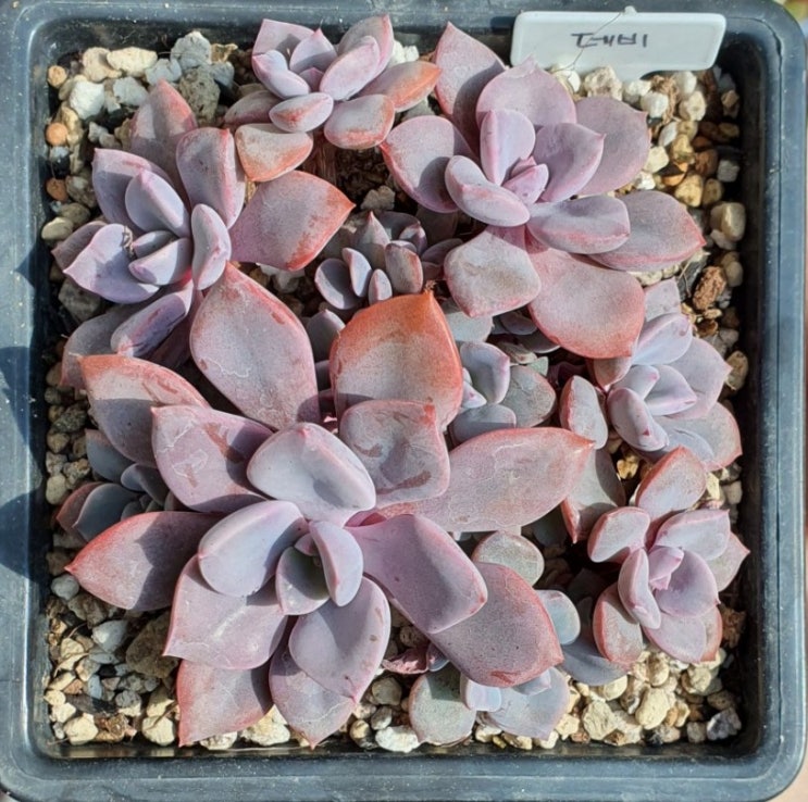  데비, Debbi,  Graptoveria