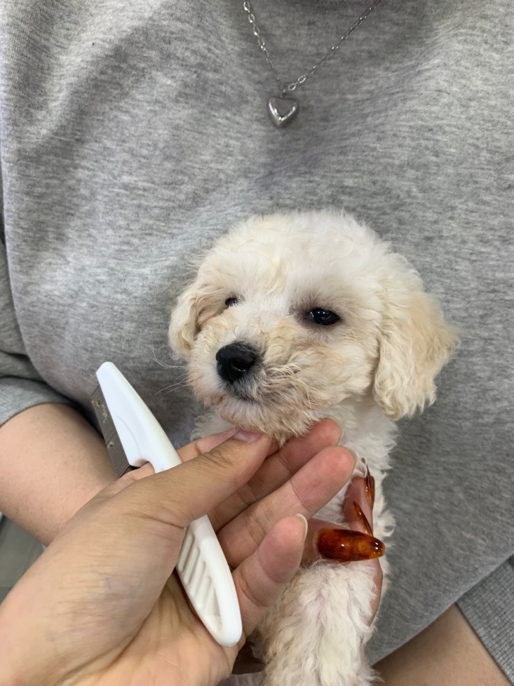  청라애견분양 저렴한곳 찾으시나요?