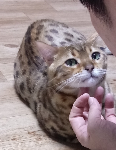  [왕왕초보집사 팁] 용어 정리 1탄