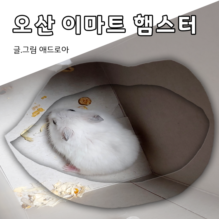  이마트 햄스터 파는 곳 다녀왔는데