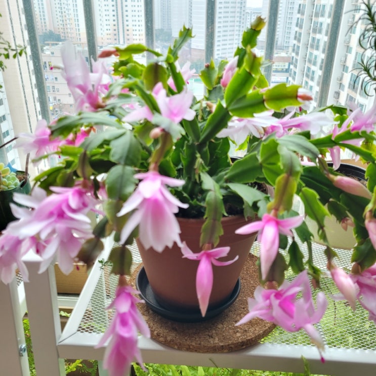  게발선인장 키우기/겨울에 피는 꽃/물주기