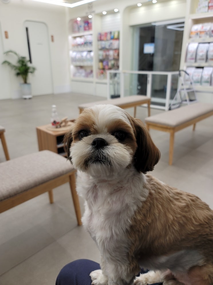  강아지 근육통? 추수가 앞다리(앞발) 절뚝거려 병원 다녀왔어요