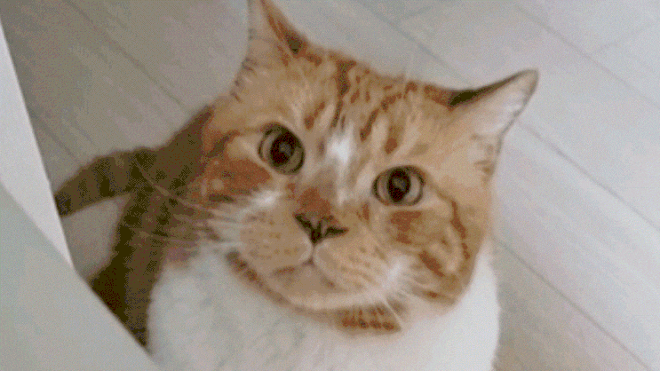  고양이 딸꾹질 갑자기 하는 이유와 해결 방법은 어떤 게 있을까?