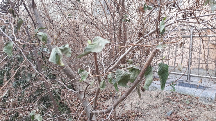 겨울 오리나무 바스락거리다 겨울 오리나무 바스락거리다