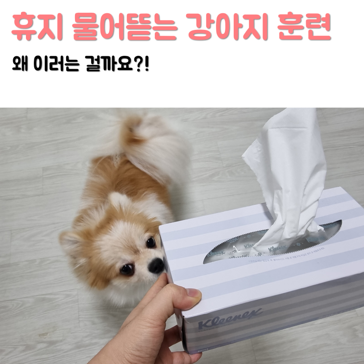  휴지 먹고 물어뜯는 강아지 훈련방법 이미 먹었다면?!