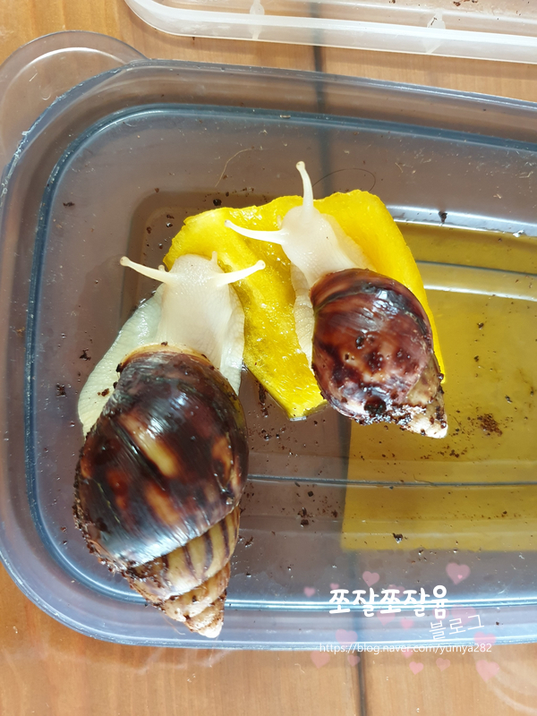  아프리카 왕달팽이, 제주도에서 물 건너 온 애완달팽이.