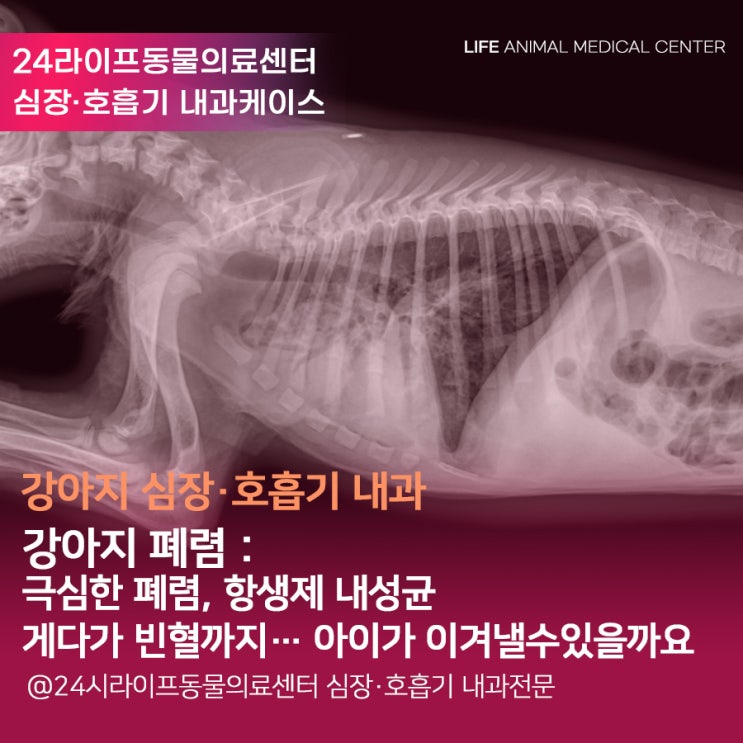 새끼 강아지 폐렴 : 강아지 극심한 폐렴, 항생제 내성균, 빈혈까지.. 강아지 폐렴 강아지 빈혈 라이프동물의료센터 치료케이스