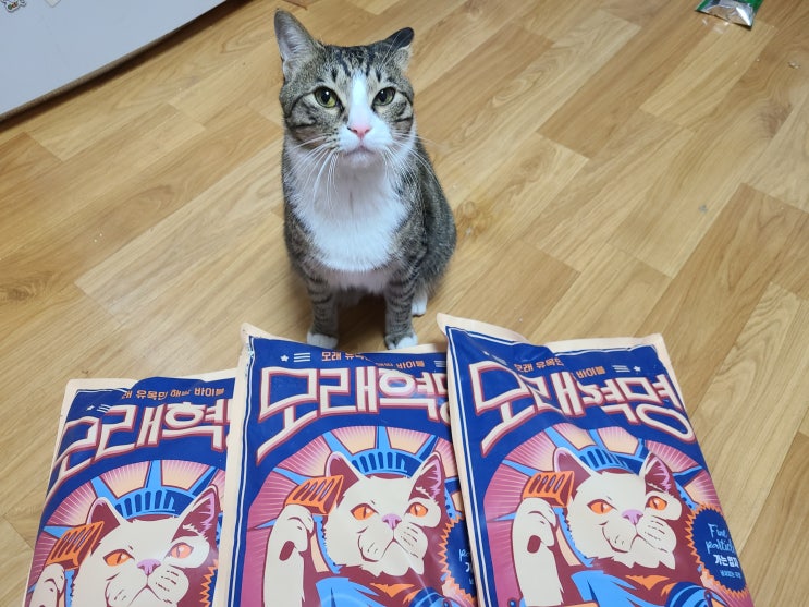 모래혁명 고양이모래 전체갈이 후 붓기, 기호성과 가성비 만점 모래혁명 고양이모래 전체갈이 후 붓기, 기호성과 가성비 만점