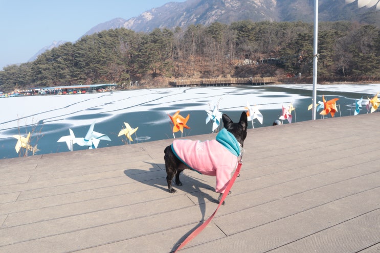  포천 애견동반 갈만한곳 산정호수 얼음호수가 참 예뻐요