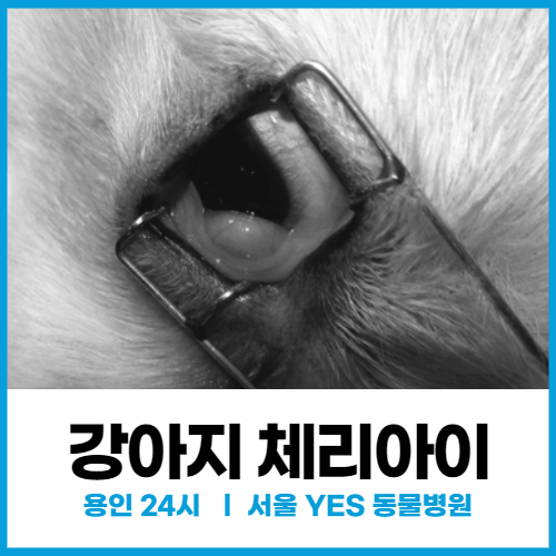 [안과] 용인 분당 24시, 강아지 눈염증 부종성 병변 보일때 수술 (체리아이)