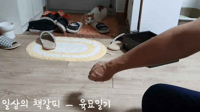  <2인2묘 라이프> 2022. 1. 9.~10. 고양이는 사냥놀이와 낚시대가 좋아요