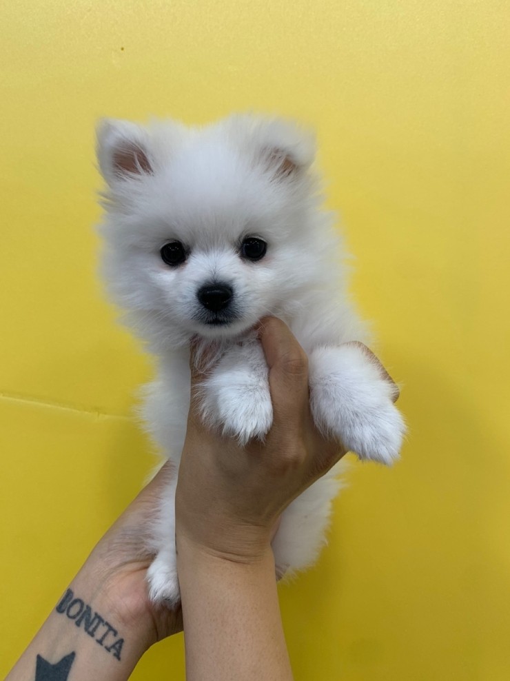  광교애견분양 저렴한곳 찾으시나요?