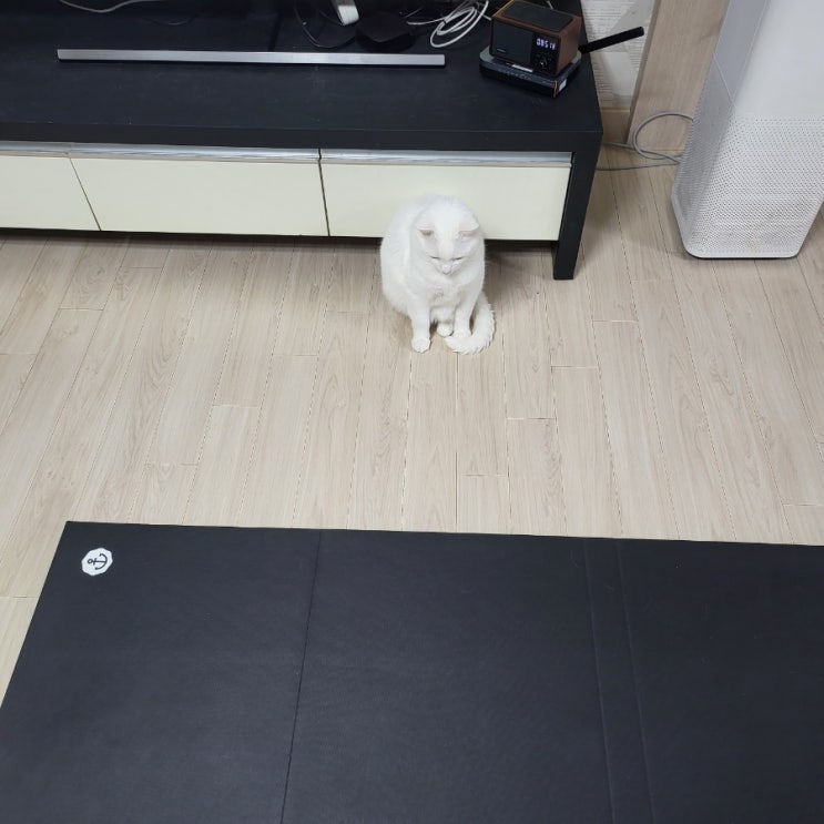  저것은 무엇이냥 인간