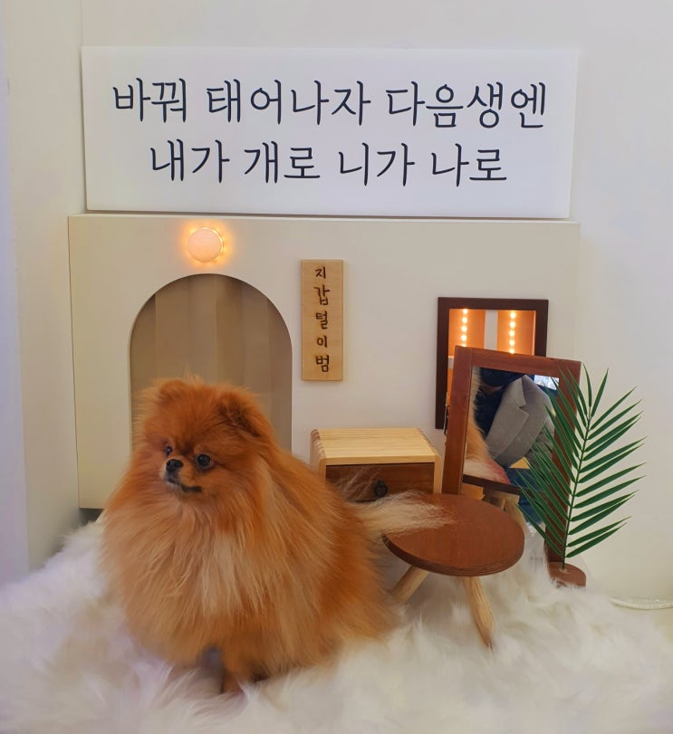  경기광주 양벌리 실내 애견카페 소울독스 내돈내산 후기 (2022.01.02)