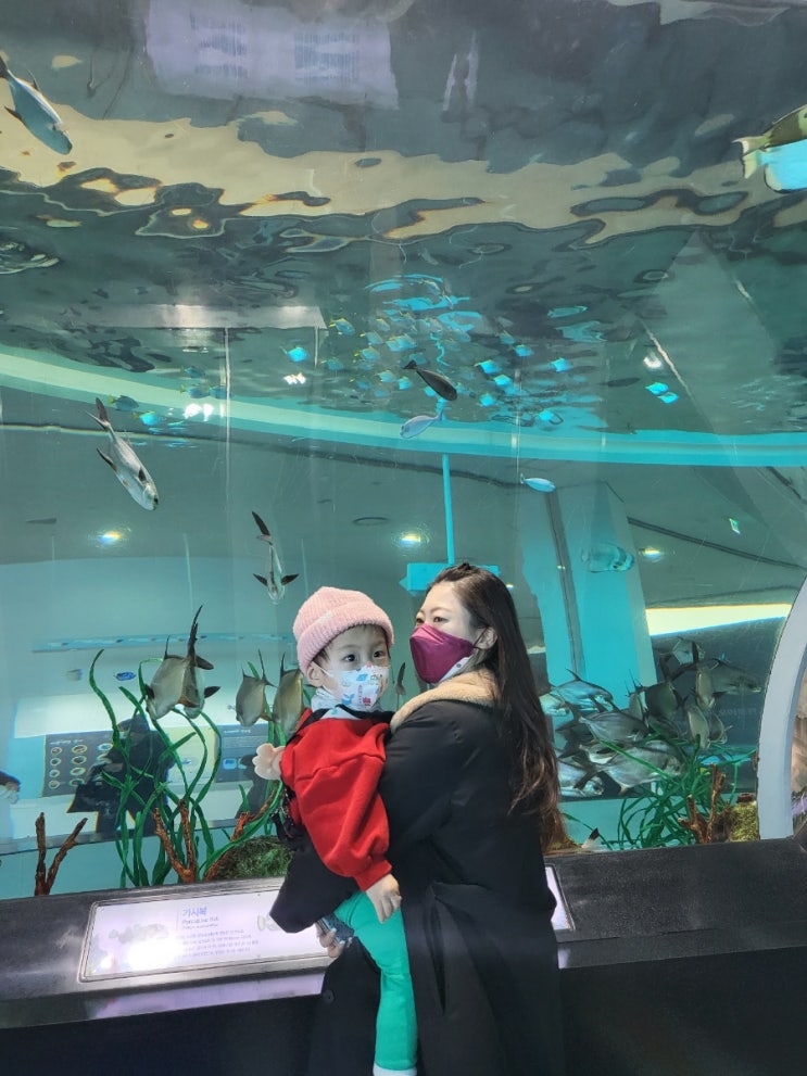  [ 부산 영도 국립해야박물관 ] 아기랑 가볼만한 실내 박물관 고기보면서 신나신나