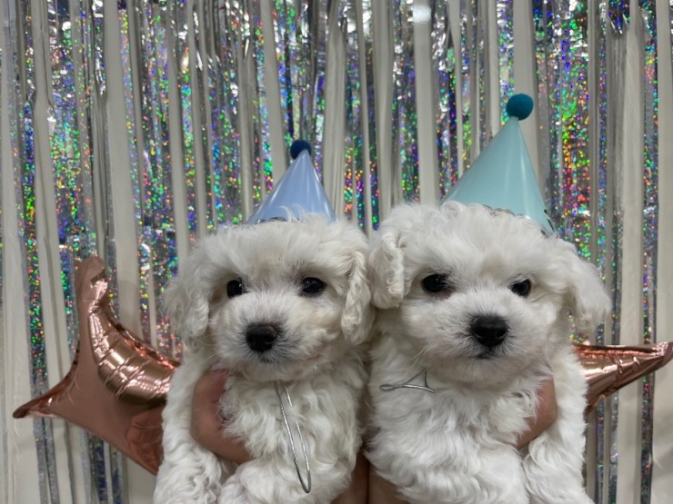  연산동애견샵 청결하게 관리하고 있어요