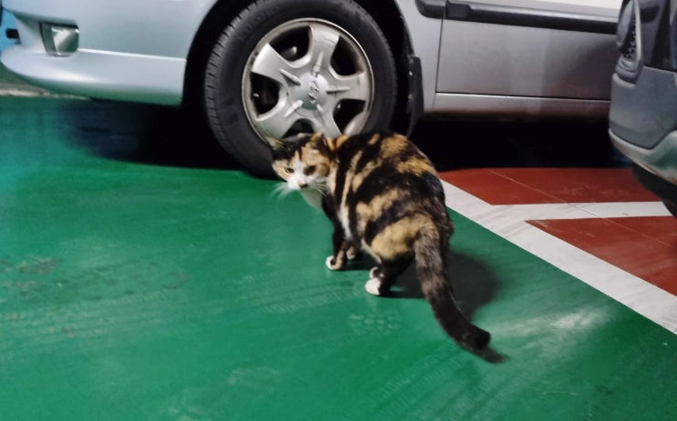  듣고도 못 들은 척, 고양이 행동, 고양이 청력