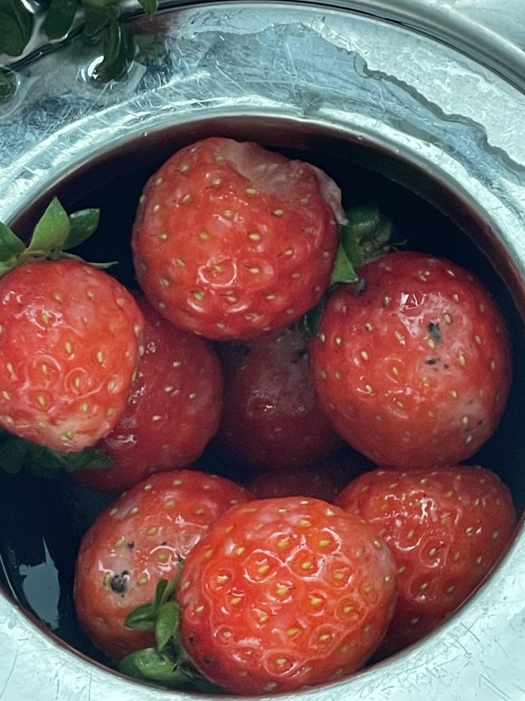  [삼정마트/월성점] 다 썩은 쓰레기 딸기를 파는 마트