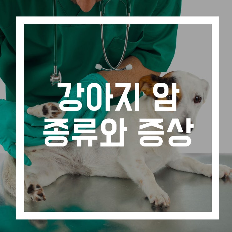  강아지 종양 암의 종류와 증상
