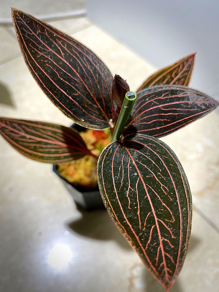  Jewel Orchid, 보석란, 홍적란