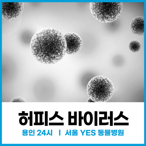 [예방의학 전염성질환] 고양이 허피스 바이러스 (24시 용인 분당, 서울YES동물병원)