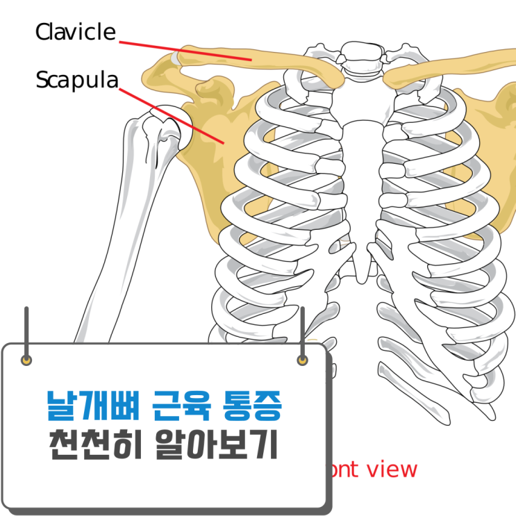  날개뼈 근육 통증의 원인 찾기!