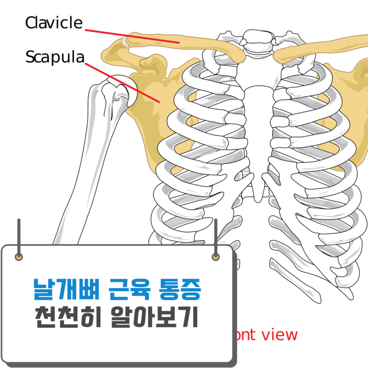 날개뼈 근육 통증의 원인 찾기!