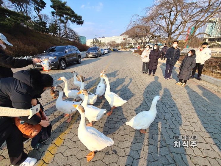  카이스트 거위 근황