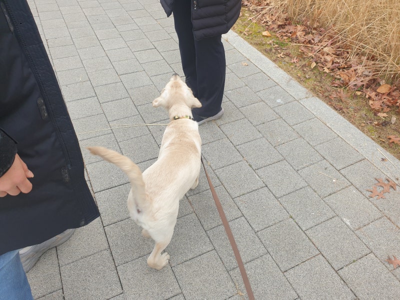 강아지 산책 훈련,사회화 시기 놓치면 생기는 문제 : 네이버 블로그