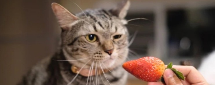 고양이 딸기 먹어도 괜찮을까요?