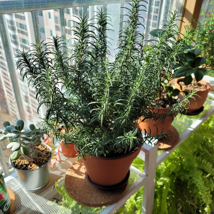  로즈마리 키우는법, 효능,로즈마리성장