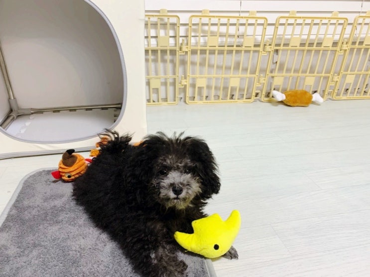  실버푸들 4개월 흑미 성장일기 시작합니다