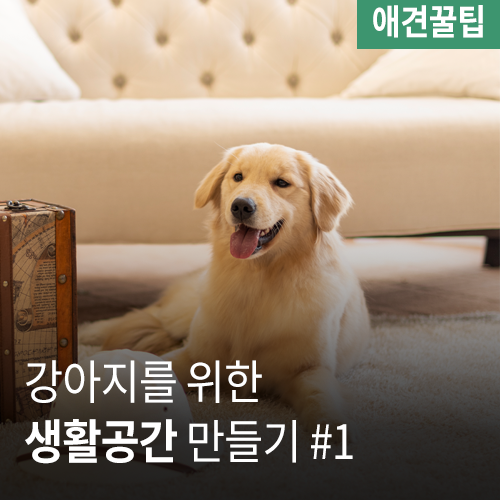  강아지를 위한 생활공간 만들기 #1 [거실과 침실]