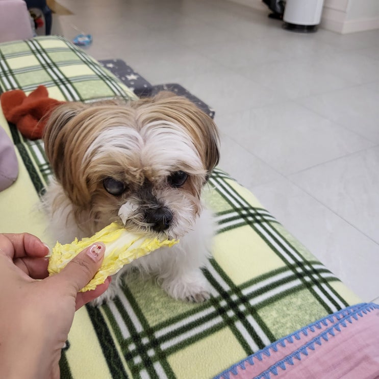  [더나은내일 상담센터 마스코트] 배추 먹는 강아지 콩심이