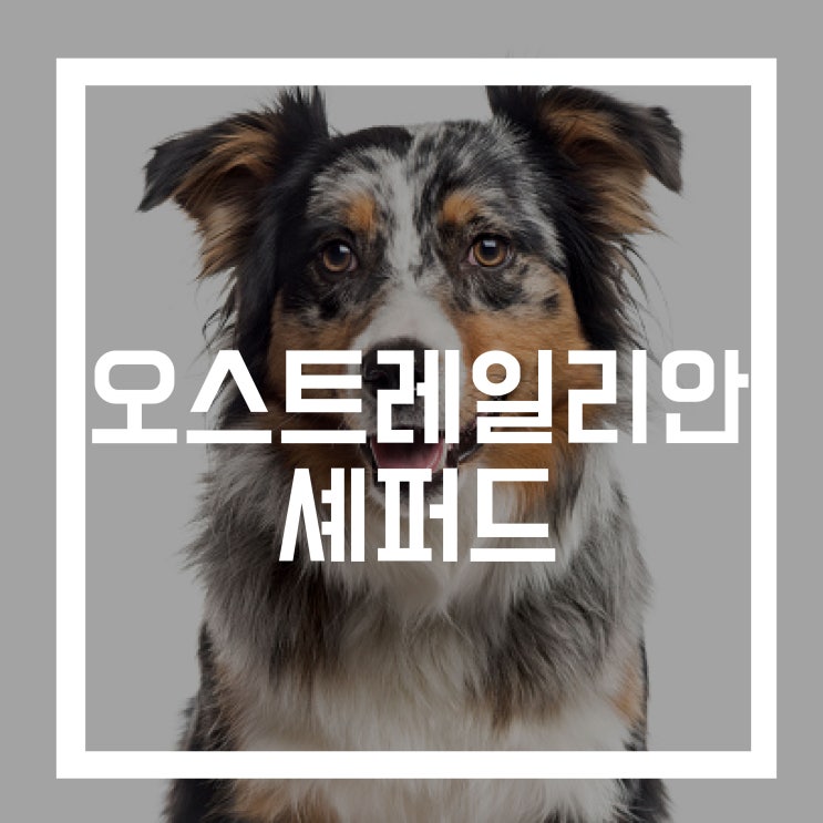  [허딩그룹] 강아지 종류 - 오스트레일리안 셰퍼드