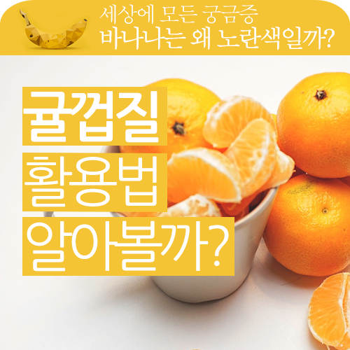 버려지는 귤껍질 효능과 활용법을 알아볼까? 버려지는 귤껍질 효능과 활용법을 알아볼까?