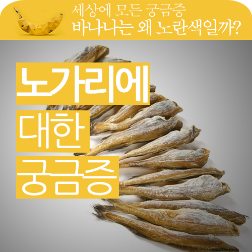 노가리에 대한 궁금증!! 맛있게 노가리를 구웠습니다.