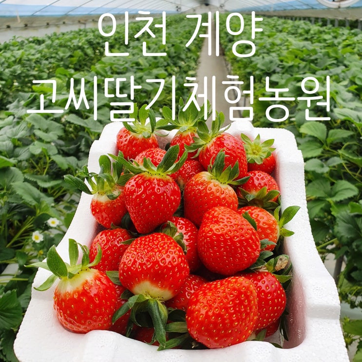 인천 계양 고씨딸기체험농원 (ft. 딸기화분, 딸기아이스크림) #내돈내산 찐후기