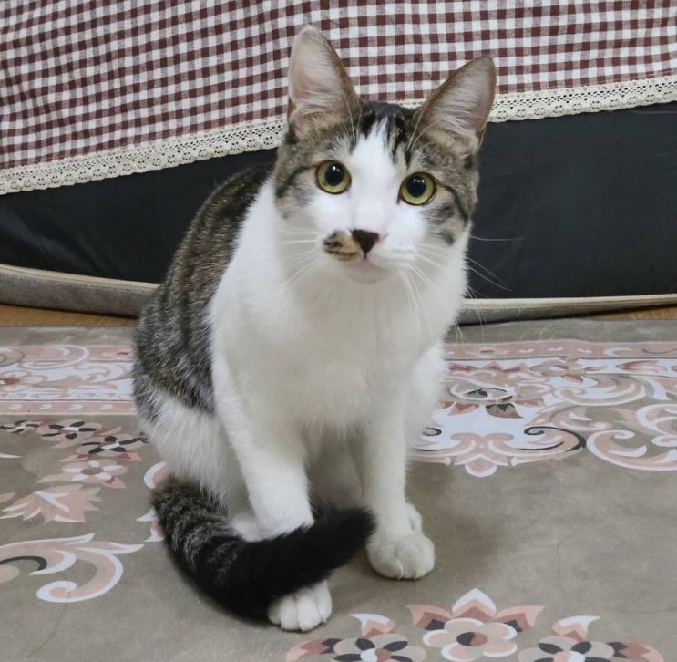 1살 성묘와 2개월 아기고양이 공포의 합사 : 도니즈 첫만남 1살 성묘와 2개월 아기고양이 공포의 합사 : 도니즈 첫만남