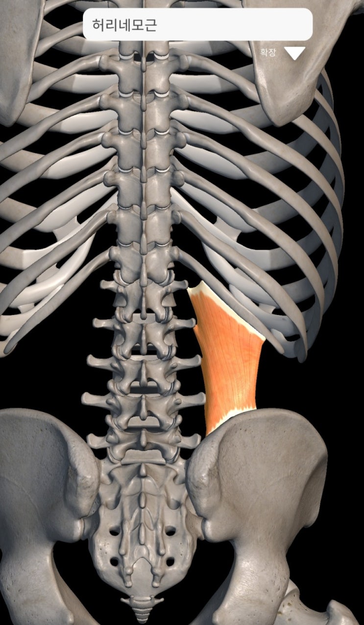 요방형근(Quadratus Lumborum) - 허리자세근, 허리통증 근육 중의 하나