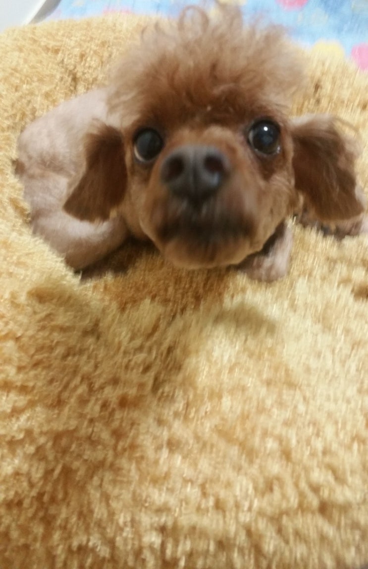  넌 누구랑 잤을까(펫로스일기)