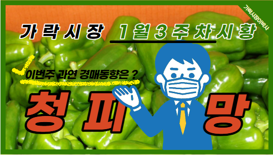  [경매사 주간보고] 1월 3주차 중반 청피망 시세는 어떤가요?