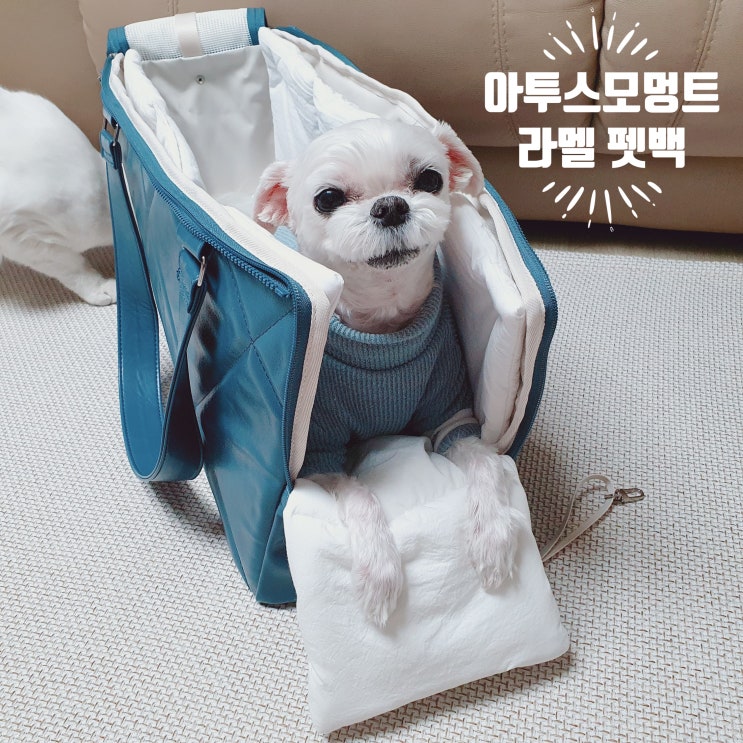 강아지이동가방 추천 아투스모멍트의 기내 탑승가능한 강아지 이동가방 추천