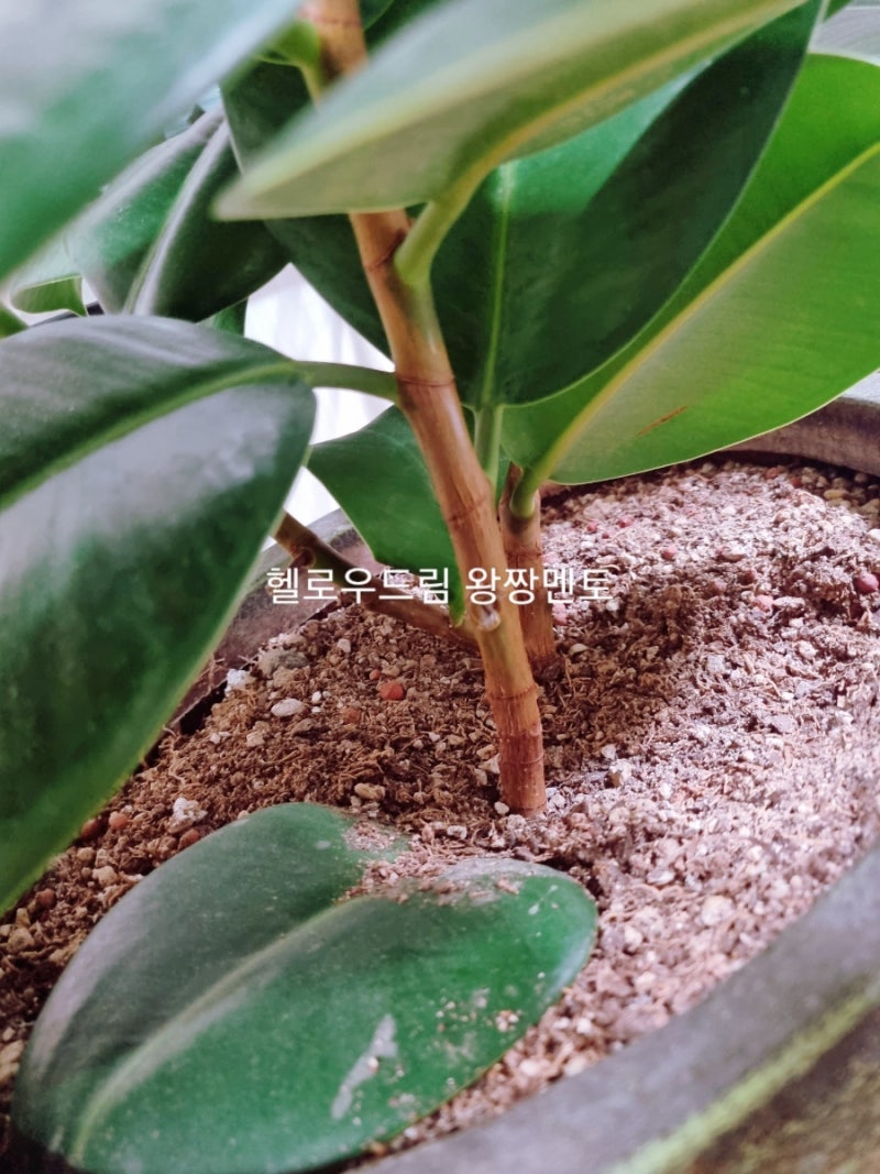화분꿈 화분받는 꿈해몽 화분 사는꿈 깨지는꿈 화분에 물주는꿈