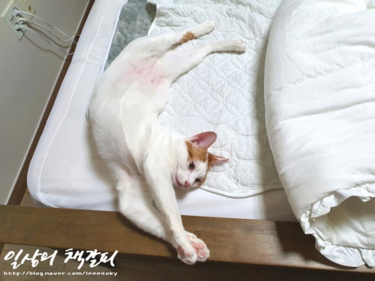  <2인2묘 라이프> 2022. 1. 11.~13. 우리집 고양이가 제일 귀여워