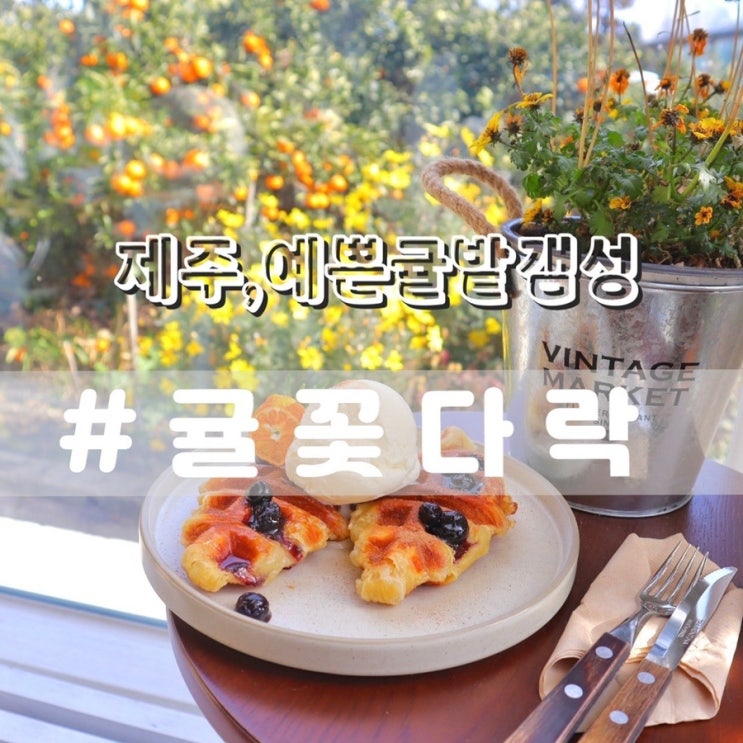  카페 귤꽃다락/ 제주귤밭 포토존 가득한 제주서귀포카페 제주카페 추천!!
