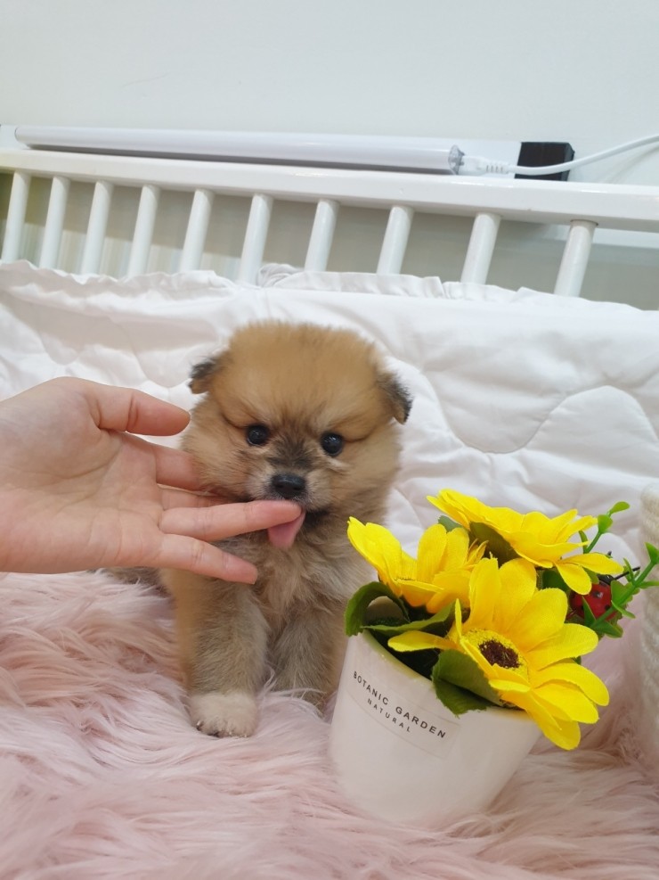  성남펫샵 새로운 가족을 맞이하세요