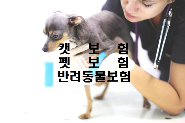    반려동물보험 펫보험 캣보험 깔끔 정리.