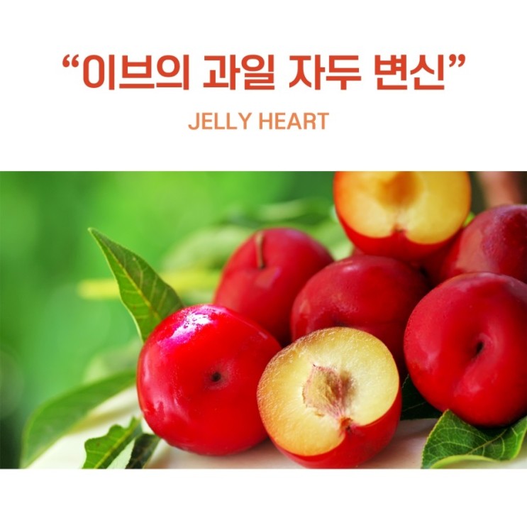 공유 - 덜 시고 더 달콤한 하트모양 '젤리하트(Jelly Heart)' 묘목 보급 시작 (농사로)